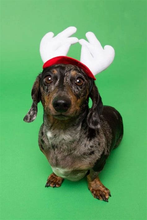 Dog Christmas Hat Dog And Cat Costume Christmas Reindeer Hat