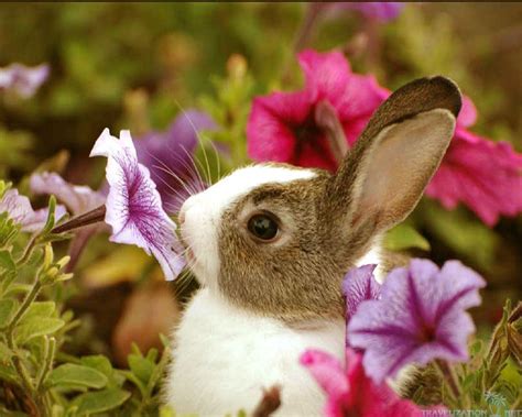 Free Download Cute Bunny Backgrounds 1280x1024 For Your Desktop