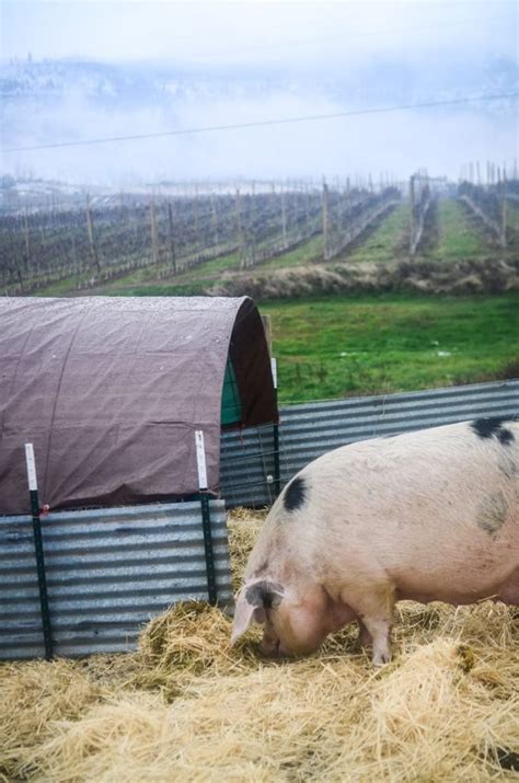 How To Build A Pig Shelter Shaye Elliott