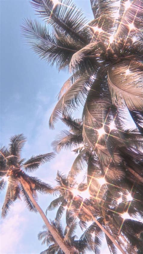 You can also upload and share your favorite iphone 12 wallpapers. aesthetic palm trees in 2020 | Palm trees wallpaper ...