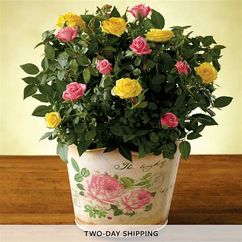 Spring Mini Rose Plant Miniature Roses Delivery Harry And David