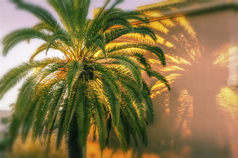 Buy Palm Tree Sunset Wallpaper Free Us Shipping At