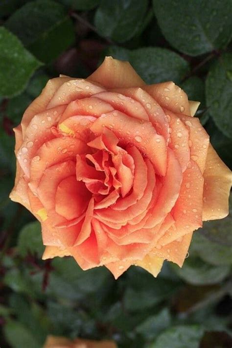 Pin De Kallol Bhattacharya Em My Rose Bela Rosa Cada Rosa Rosas