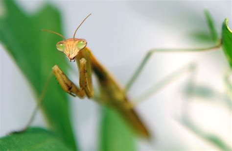 How The Male Mantis Keeps Its Head During Rough Sex Inquirer News