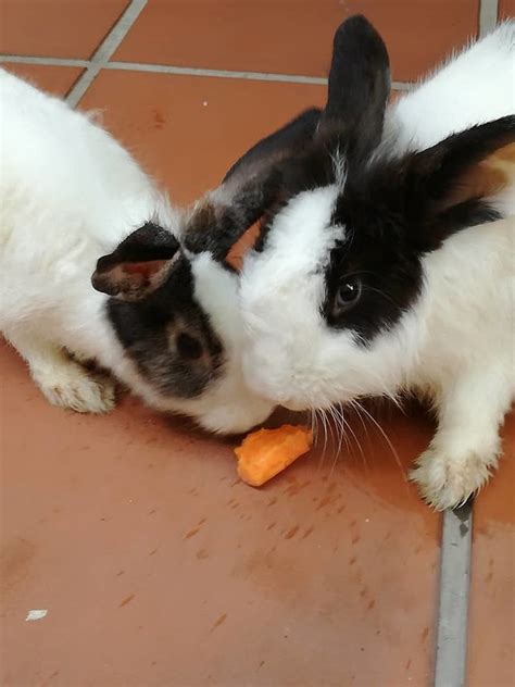 Buy pure & 100% natural himalayan animal salt lick in livermore. Himalayan Rabbits Adopted - 2 Years 6 Months, PF94796 from ...