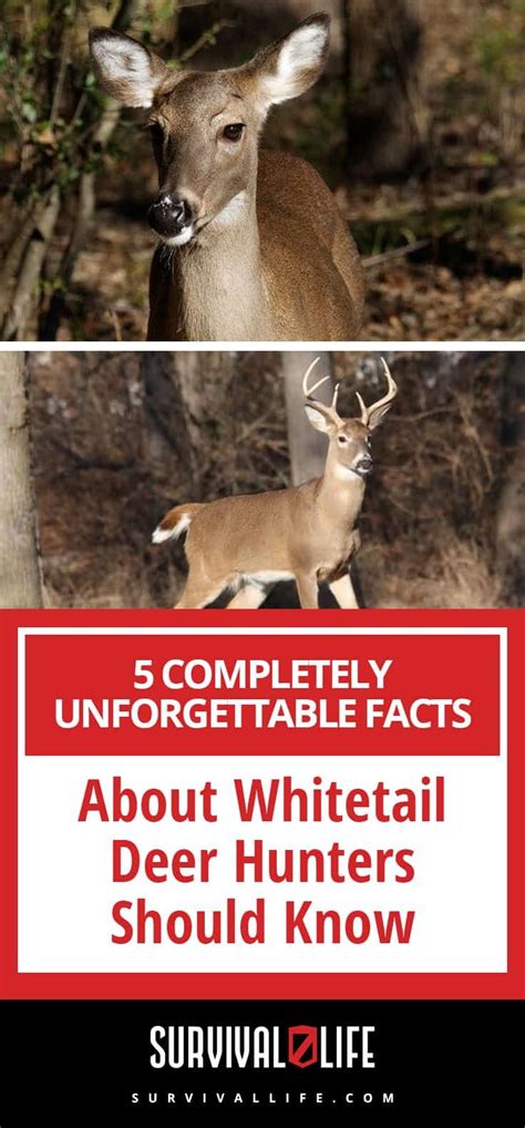 5 Completely Unforgettable Facts About Whitetail Deer Hunters Should