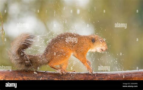 Red Squirrel Shaking Out Water Stock Photo Alamy