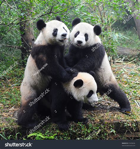 Giant Panda Bears Playing Together Stock Photo 97439636 Shutterstock