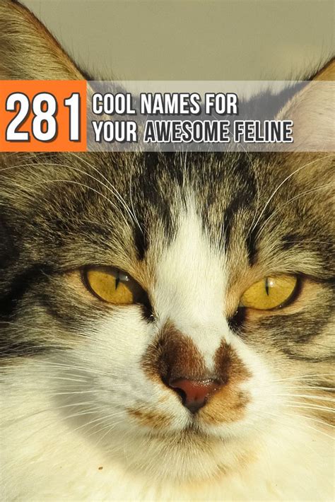 Whether it's a short, snappy name that you can easily. Can't decide on a name for your cat? Do it's personality ...