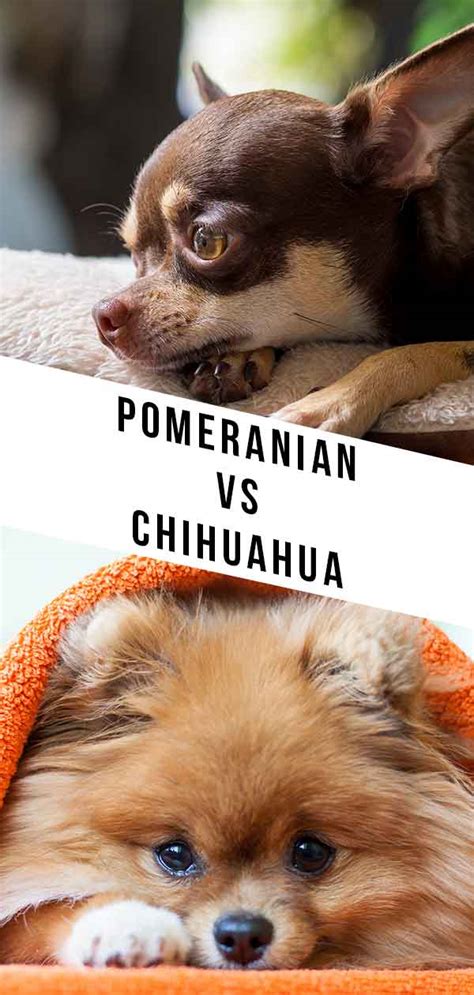 Pomeranian Vs Chihuahua Shedding Pets Lovers