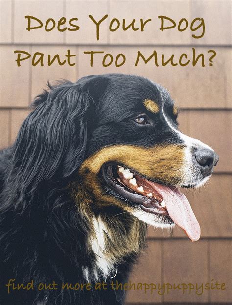Excessive Panting In Dogs Can Be A Cause For Concern We Look At The