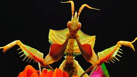 Most Amazing And Wondrous Praying Mantis Facts Youtube