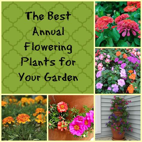 The Best Annual Flowering Plants For Your Garden Hubpages