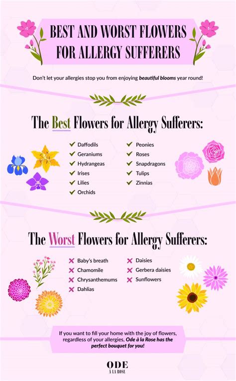 Best And Worst Flowers For People With Allergies Updated