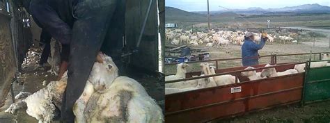 Breaking Video Pregnant Sheep Whipped And Cut Up For Wool People For The Ethical Treatment Of