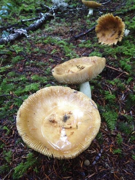 Pin On Mushroom Obsession