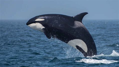 Test Your Killer Whale Iq Test Your Killer Whale Iq