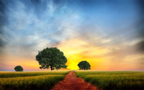 Download Landscape Nature Tree Field Path Sky Sunset Hd Wallpaper