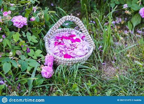Pink Rose Petals In A Basket On Green Grassnatural Cosmetic Or Herbal