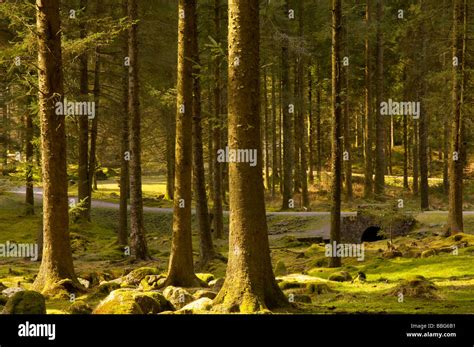 Pine Forest At Bellever On Dartmoor Devon Uk Stock Photo Alamy