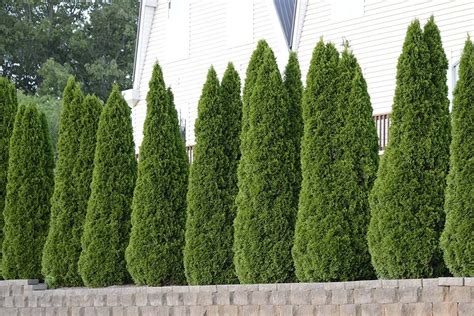 Cost and where to purchase. Thuja Emerald Green Arborvitae - 50 Live Trees - 2" Pot ...