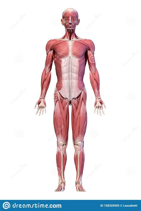Interactive human muscular system full body. Human Body, Full Figure Male Muscular System, Front View Stock Illustration - Illustration of ...
