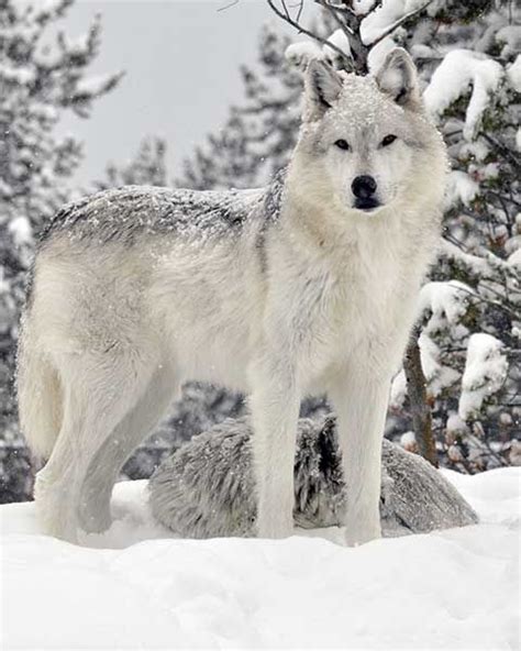 A White Wolf Standing In The Snow Next To Some Pine Trees And Rocks With Snow On Them