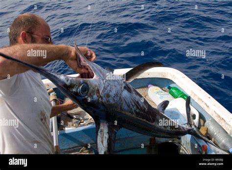 A Fishermen Hauling A Swordfish Hooked In A Longline In The Central