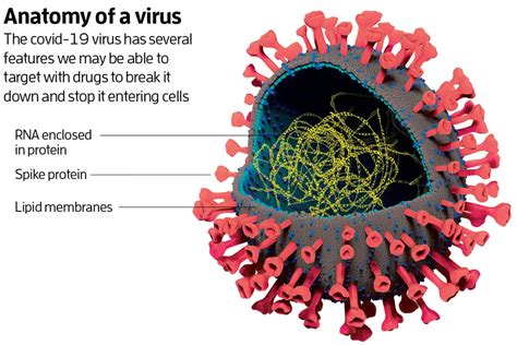 The Physiology And Anatomy Behind Viruses Ft Covid 19 Youth Medical