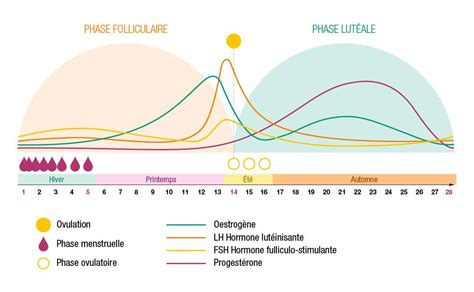 Les Phases Du Cycle Menstruel Accompagnement Naturel Aroma Zone