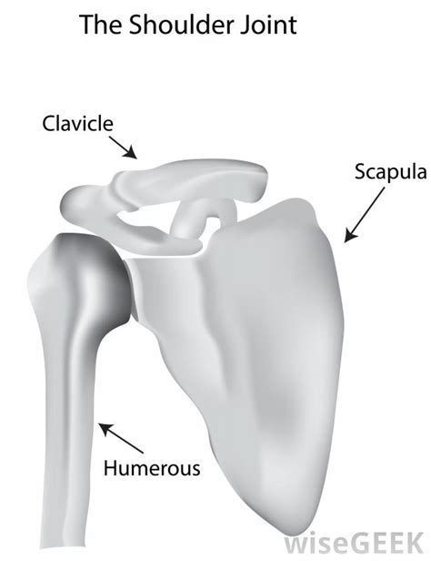 There is also a ligament called semicirculare humeri which is a transversal band between the posterior sides of the tuberculum minus and majus of the humerus. What Is the Coracoclavicular Ligament? (with pictures)