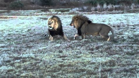 lion fight youtube