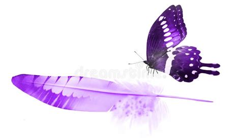 Beautiful Color Feather And Butterfly Isolated Stock Image Image Of