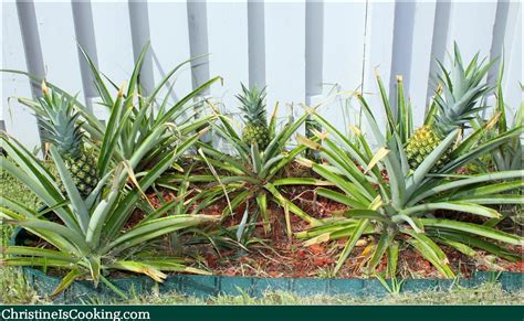 How To Plant A Pineapple Top And