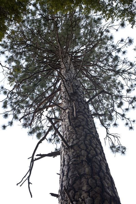 A Tall Pine Tree Clippix Etc Educational Photos For Students And