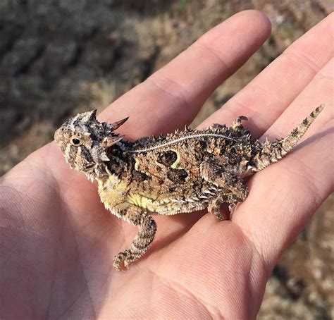Found This Horny Toad In Western Oklahoma Today Rreptiles
