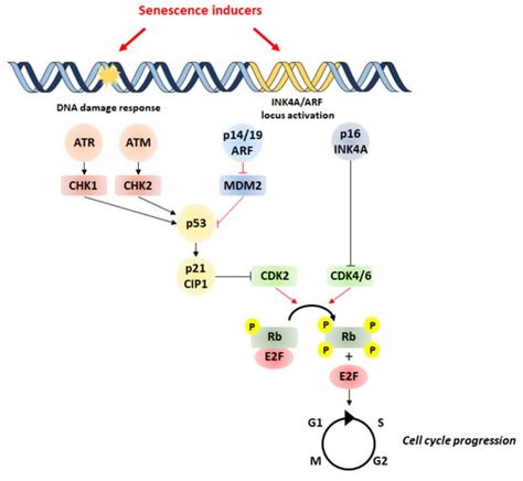 Cellular Senescence In The Kidneys Encyclopedia Mdpi