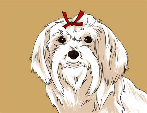 How To Draw A Cute Maltese Dog Face 12 Steps With Pictures