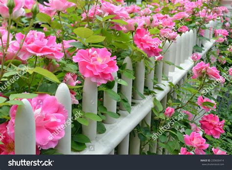 Pink Climbing Roses On Picket Fence Stock Photo 220600414