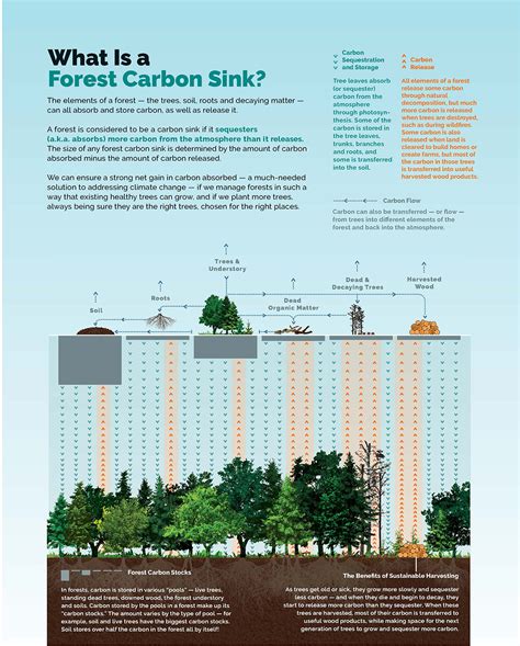 The Understory What Is A Forest Carbon Sink American Forests