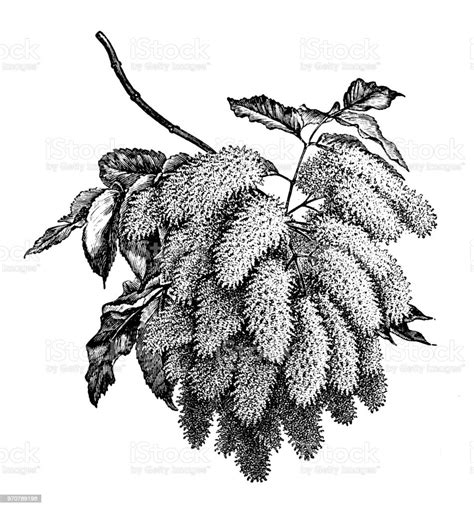 Botanik Pflanzen Antik Gravur Abbildung Fraxinus Ornus Mannaesche Stock