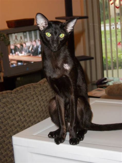 Hot long hair brunette vera's sexy hair play outside. Oriental Short Hair, Ebony Ryken | Oriental shorthair ...