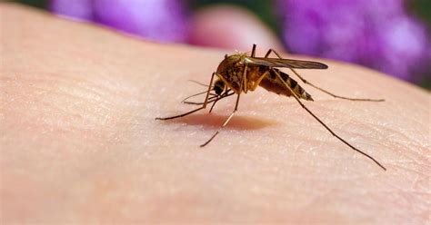Das Sind Die Symptome Einer Infektion Mit Dem West Nil Virus Und So