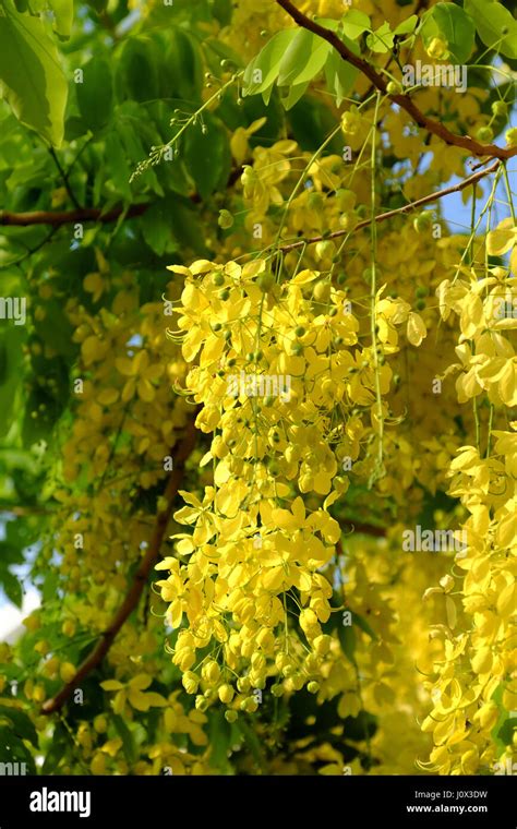 Amazing Cassia Fistula Tree With Bunch Of Flower In Yellow This Plant