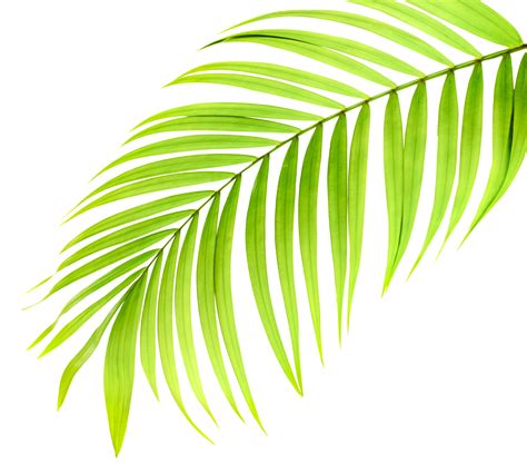 Green Leaf Of Palm Tree On Transparent Background Png File 9306540 Png