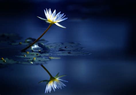 Hdwallpapers.net is a place to find the best wallpapers and hd backgrounds for your computer. Water Lily HD Wallpapers and Background Images | YL Computing