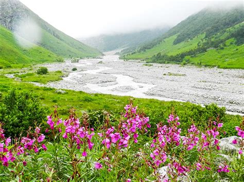 13 Reasons Why You Should Visit Valley Of Flowers In Uttarakhand