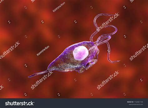 Trichomonas Vaginalis Protozoan D Illustration Parasite Stock