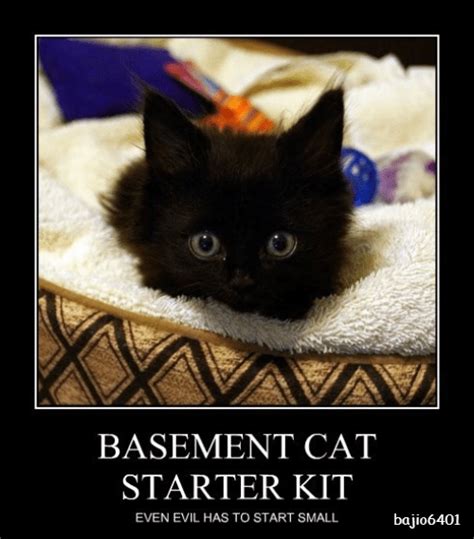 Basement Cat Starter Kit Lolcats Lol Cat Memes Funny Cats