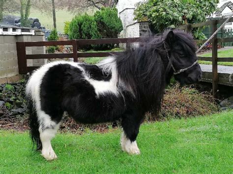 Shetland Pony Is Rehomed By The Rspca Cheshires Silk 1069